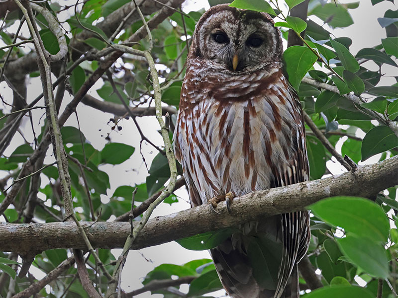 Barred owl in a tree.