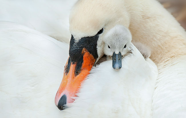Momma bird with baby bird.