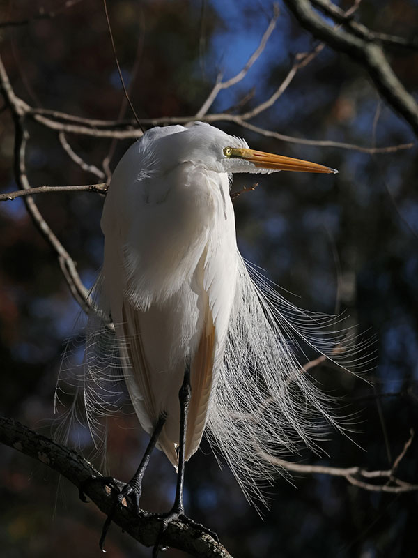 Great Egret in a tree