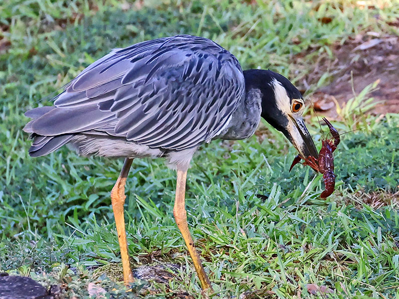 Yellow crowned night heron eating a crawfish.
